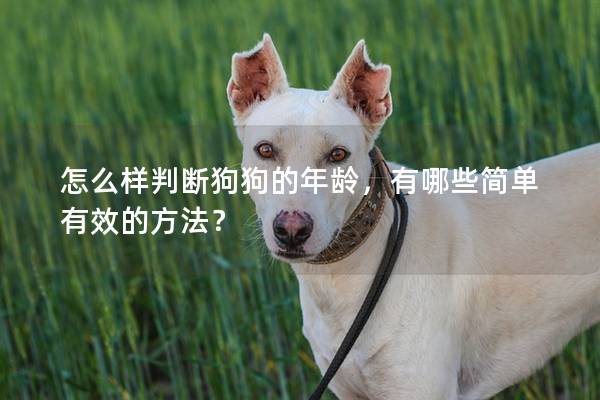 怎么樣判斷狗狗的年齡，有哪些簡單有效的方法？