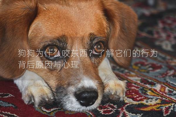 狗狗為什么咬東西?了解它們的行為背后原因與心理 狗狗為什么咬東西?了解它們的行為背后原因與心理