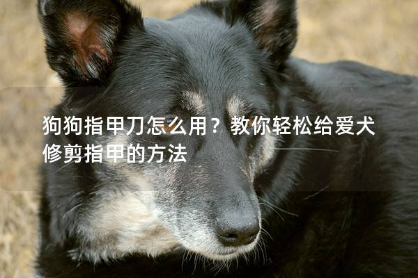 狗狗指甲刀怎么用？教你輕松給愛犬修剪指甲的方法