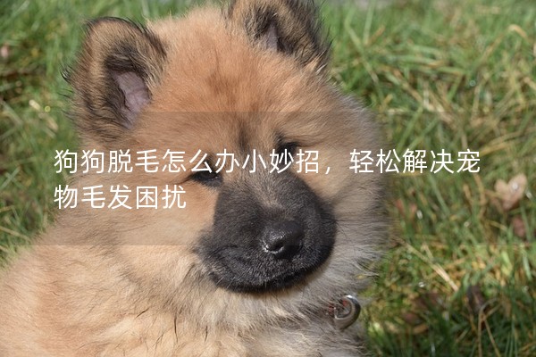 狗狗脫毛怎么辦小妙招，輕松解決寵物毛發困擾