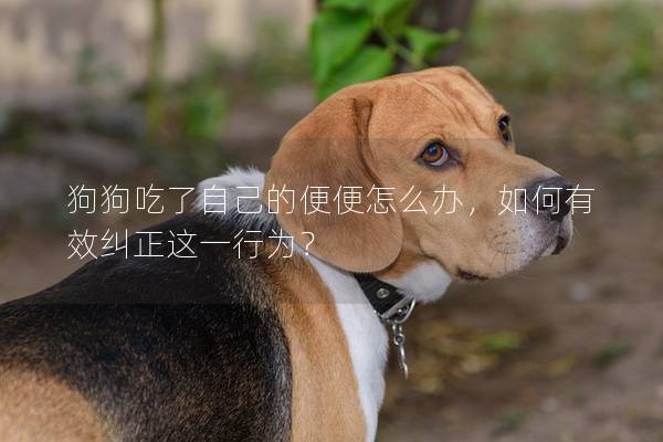 狗狗吃了自己的便便怎么辦，如何有效糾正這一行為？