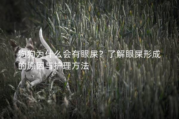 狗狗為什么會有眼屎？了解眼屎形成的原因與護理方法