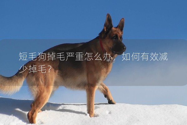 短毛狗掉毛嚴(yán)重怎么辦，如何有效減少掉毛？