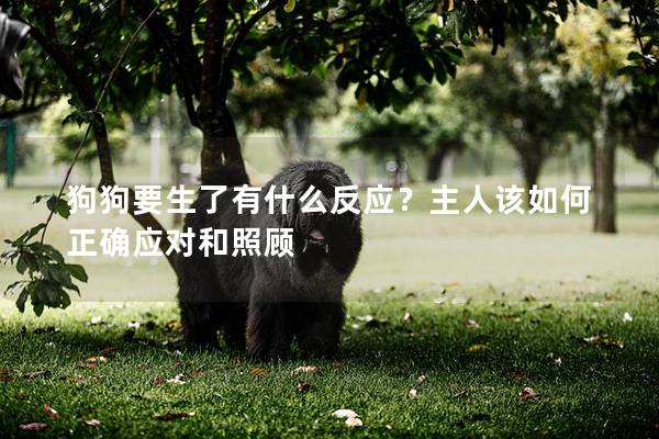 狗狗要生了有什么反應？主人該如何正確應對和照顧