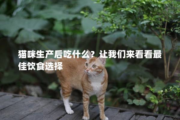 貓咪生產后吃什么？讓我們來看看最佳飲食選擇