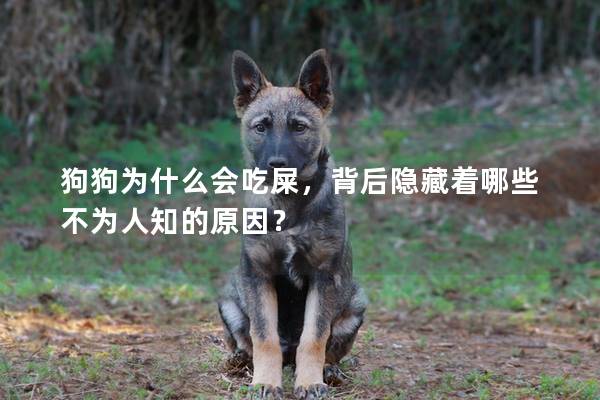 狗狗為什么會吃屎，背后隱藏著哪些不為人知的原因？