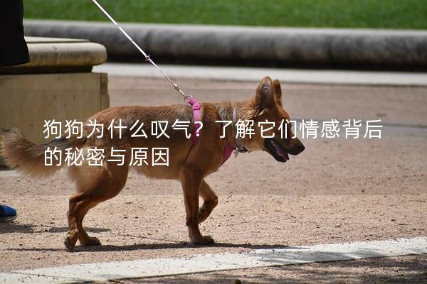 狗狗為什么嘆氣？了解它們情感背后的秘密與原因