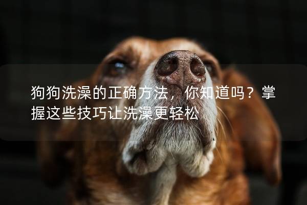 狗狗洗澡的正確方法,你知道嗎?掌握這些技巧讓洗澡更輕松 狗狗洗澡的正確方法,你知道嗎?掌握這些技巧讓洗澡更輕松