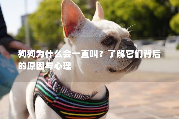 狗狗為什么會一直叫？了解它們背后的原因與心理