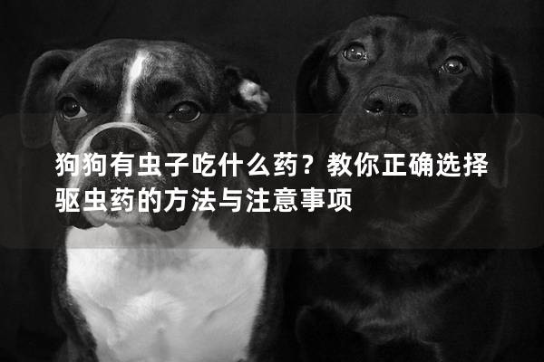 狗狗有蟲子吃什么藥？教你正確選擇驅蟲藥的方法與注意事項