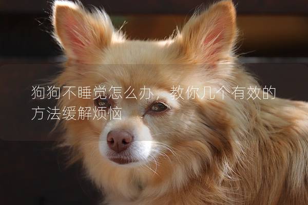 狗狗不睡覺怎么辦，教你幾個(gè)有效的方法緩解煩惱