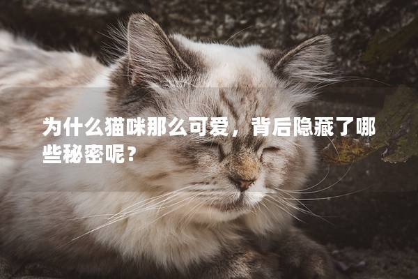 為什么貓咪那么可愛，背后隱藏了哪些秘密呢？