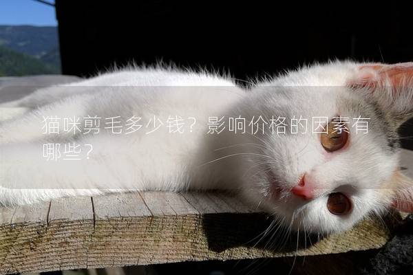 貓咪剪毛多少錢？影響價格的因素有哪些？