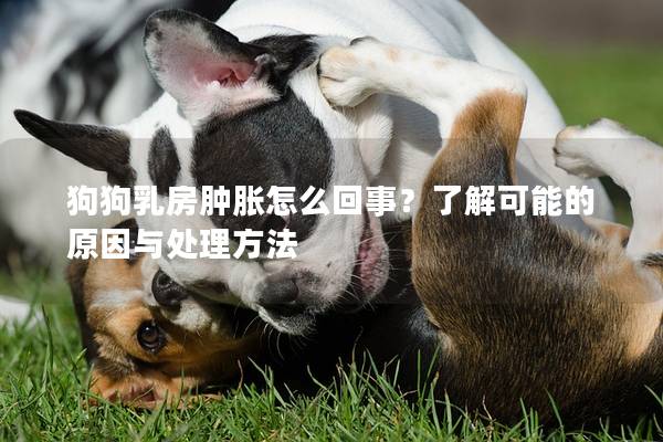 狗狗乳房腫脹怎么回事？了解可能的原因與處理方法
