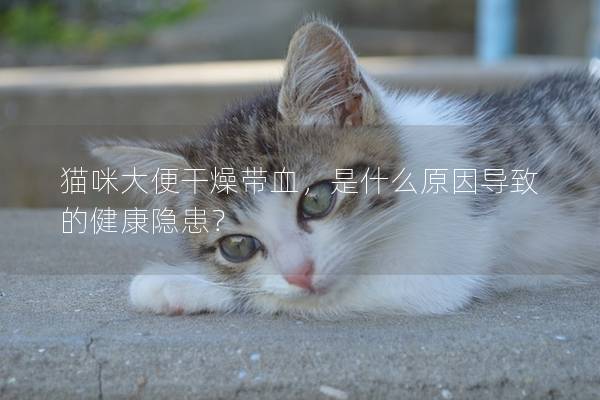 貓咪大便干燥帶血，是什么原因導致的健康隱患？