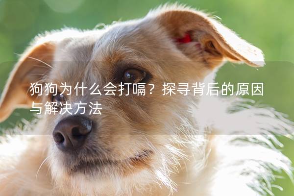 狗狗為什么會打嗝？探尋背后的原因與解決方法