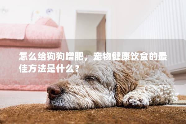 怎么給狗狗增肥，寵物健康飲食的最佳方法是什么？