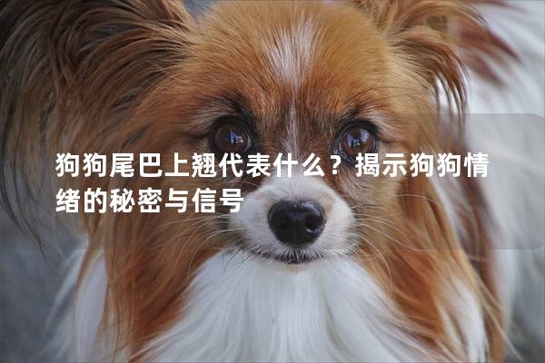 狗狗尾巴上翹代表什么？揭示狗狗情緒的秘密與信號(hào)