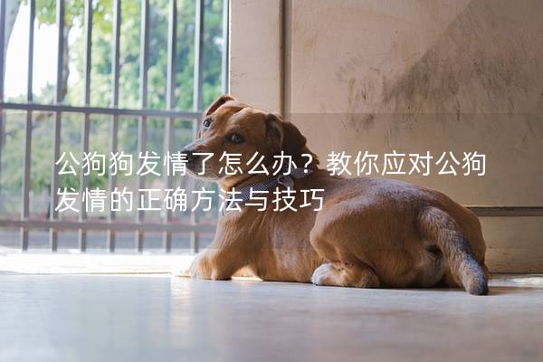 公狗狗發情了怎么辦？教你應對公狗發情的正確方法與技巧