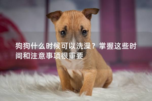 狗狗什么時候可以洗澡？掌握這些時間和注意事項很重要