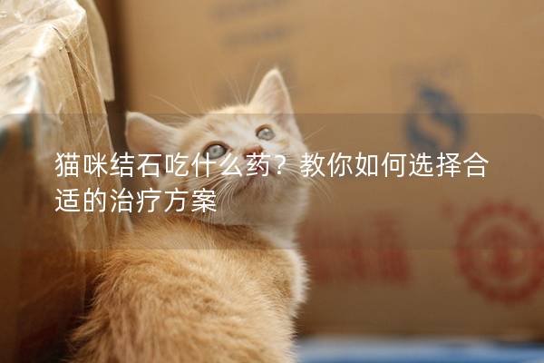 貓咪結石吃什么藥？教你如何選擇合適的治療方案