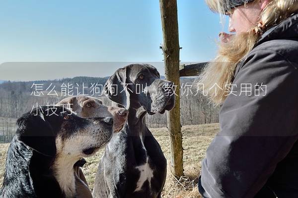 怎么能讓狗狗不叫，教你幾個(gè)實(shí)用的小技巧
