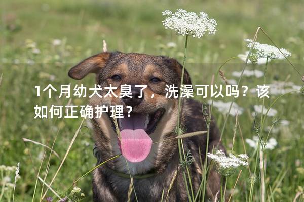 1個月幼犬太臭了，洗澡可以嗎？該如何正確護理？