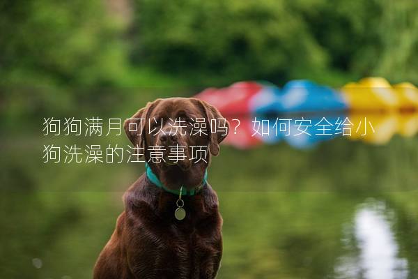 狗狗滿月可以洗澡嗎?如何安全給小狗洗澡的注意事項 狗狗滿月可以洗澡嗎?如何安全給小狗洗澡的注意事項