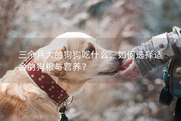 三個月大的狗狗吃什么，如何選擇適合的狗糧與營養(yǎng)？