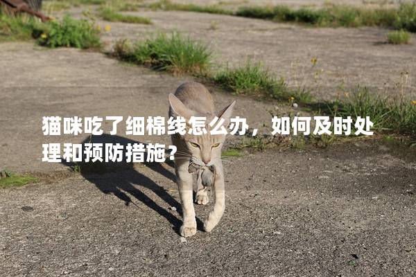貓咪吃了細棉線怎么辦，如何及時處理和預防措施？