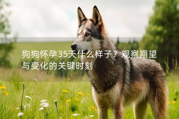 狗狗懷孕35天什么樣子？觀察期望與變化的關(guān)鍵時(shí)刻