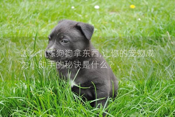 怎么訓(xùn)練狗狗拿東西,讓你的寵物成為小助手的秘訣是什么？