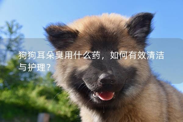 狗狗耳朵臭用什么藥,如何有效清潔與護理?