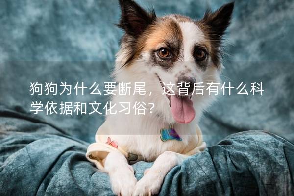 狗狗為什么要斷尾，這背后有什么科學依據和文化習俗？