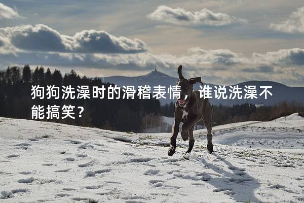 狗狗洗澡時的滑稽表情，誰說洗澡不能搞笑？