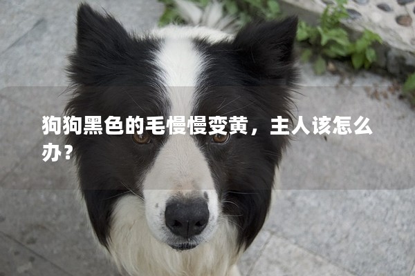 狗狗黑色的毛慢慢變黃，主人該怎么辦？