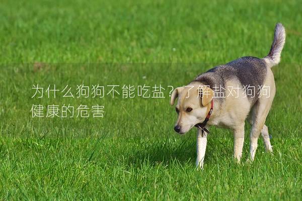 為什么狗狗不能吃鹽？了解鹽對(duì)狗狗健康的危害