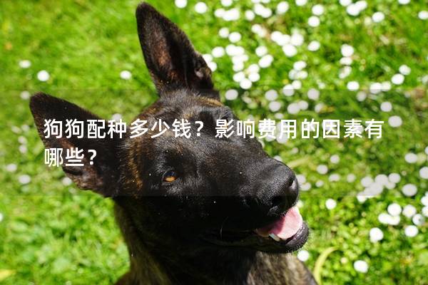 狗狗配種多少錢?影響費用的因素有哪些? 狗狗配種多少錢?影響費用的因素有哪些?