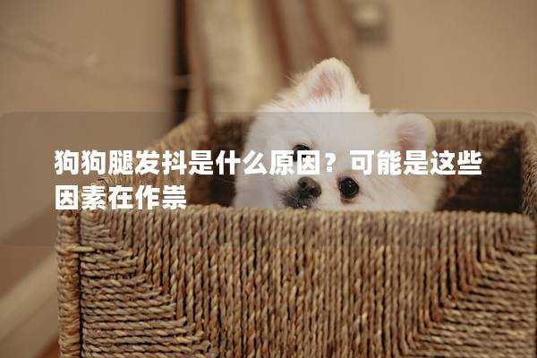 狗狗腿發(fā)抖是什么原因？可能是這些因素在作祟