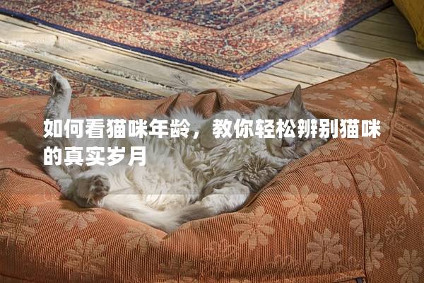 如何看貓咪年齡,教你輕松辨別貓咪的真實歲月 如何看貓咪年齡,教你輕松辨別貓咪的真實歲月