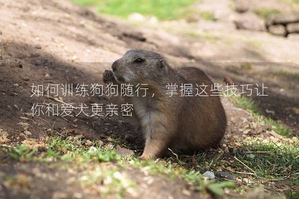 如何訓練狗狗隨行，掌握這些技巧讓你和愛犬更親密