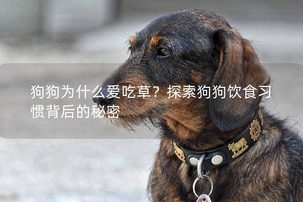 狗狗為什么愛吃草？探索狗狗飲食習(xí)慣背后的秘密