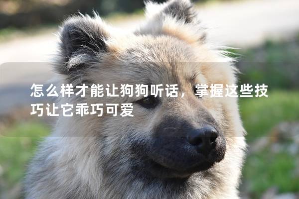 怎么樣才能讓狗狗聽話，掌握這些技巧讓它乖巧可愛