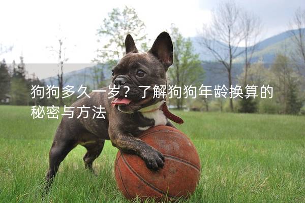 狗狗多久一歲？了解狗狗年齡換算的秘密與方法