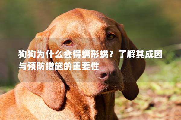 狗狗為什么會得蠕形螨？了解其成因與預防措施的重要性