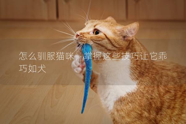 怎么馴服貓咪，掌握這些技巧讓它乖巧如犬