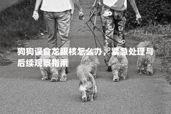 狗狗誤食龍眼核怎么辦，緊急處理與后續(xù)觀察指南