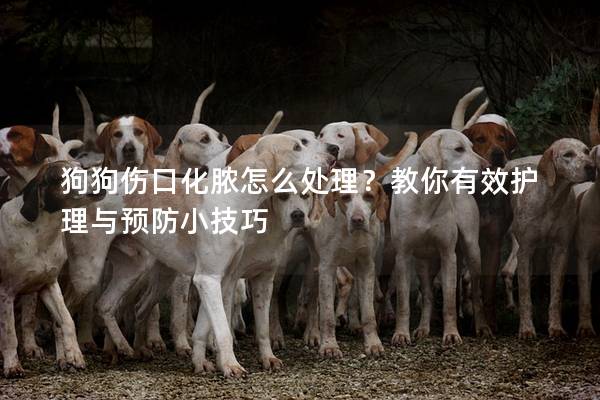 狗狗傷口化膿怎么處理？教你有效護理與預防小技巧