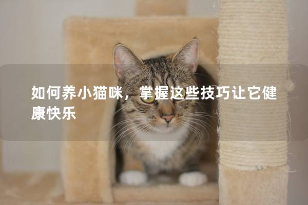 如何養小貓咪，掌握這些技巧讓它健康快樂