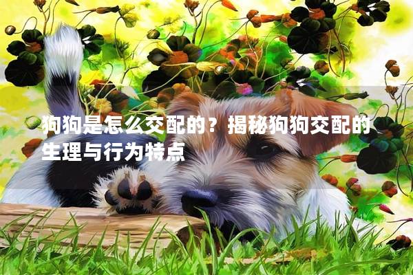 狗狗是怎么交配的？揭秘狗狗交配的生理與行為特點